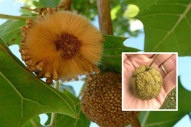 无花果球.jpg 无花果球