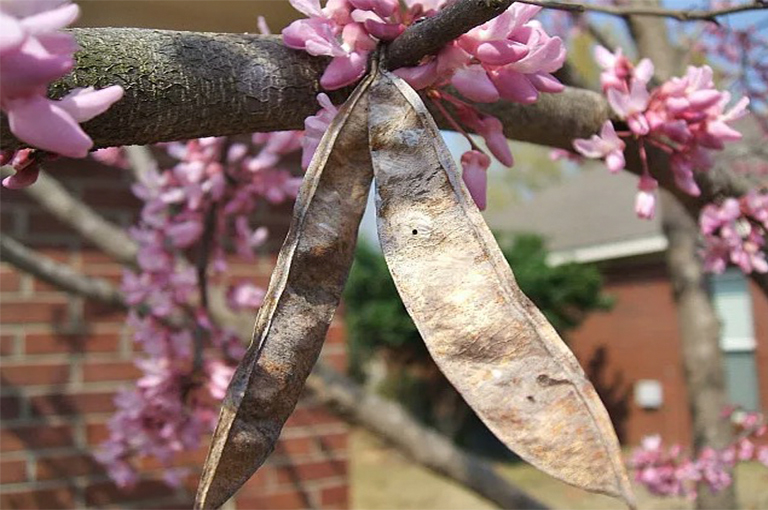 紫荆花和残余水果.jpg 紫荆花和残余水果