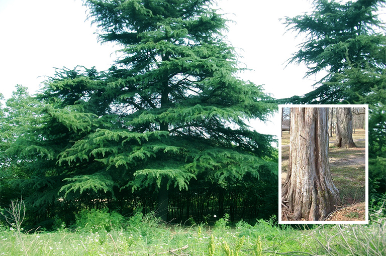 红雪松树皮.jpg 红雪松树皮