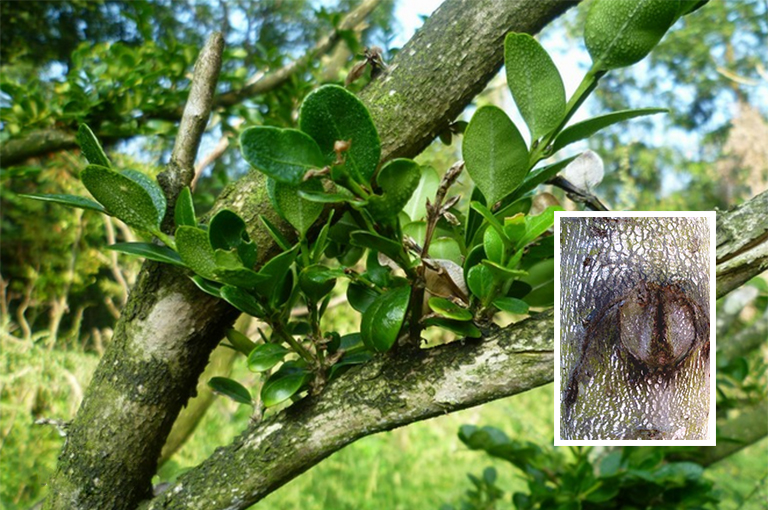 黄杨树皮.jpg 黄杨树皮