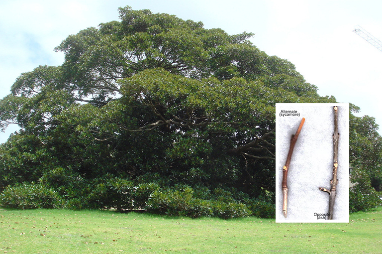 无花果和灰.jpg 无花果和灰