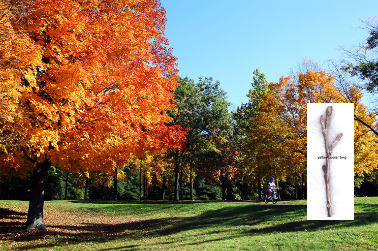 黄杨树枝.jpg 黄杨树枝