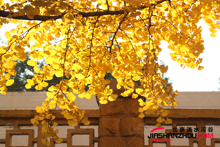 仿真树.jpg 仿真树