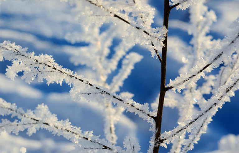 冬季树木.jpg 冬季树木