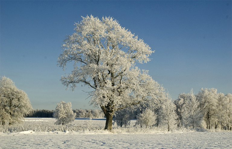 冬季树木.jpg 冬季树木