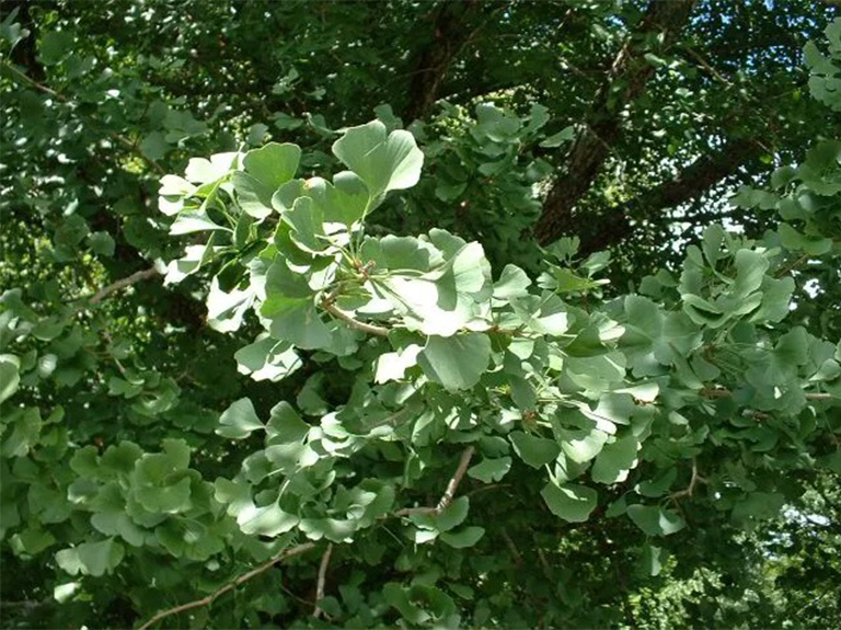 摩西锥银杏.jpg 摩西锥银杏