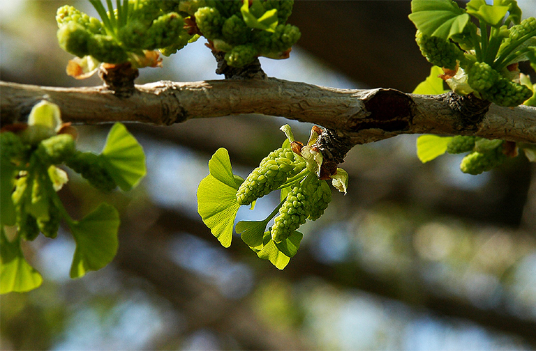 男性银杏.jpg 男性银杏