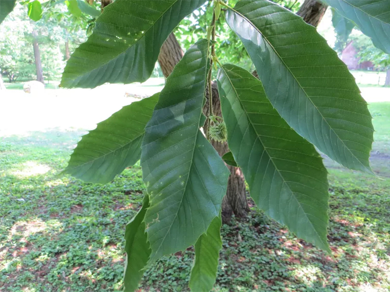 美国栗子树.jpg 美国栗子树