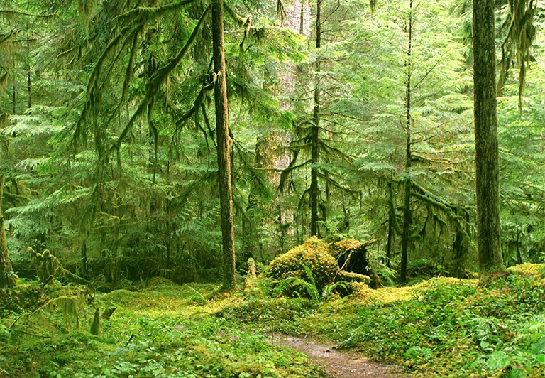 原始森林或古代森林是具有独特生物学特征的古老森林-原始森林简介