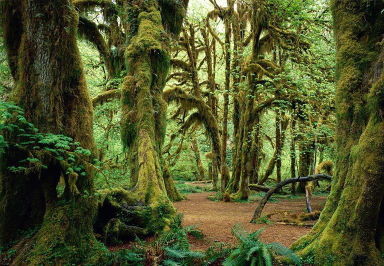 原始森林或古代森林是具有独特生物学特征的古老森林