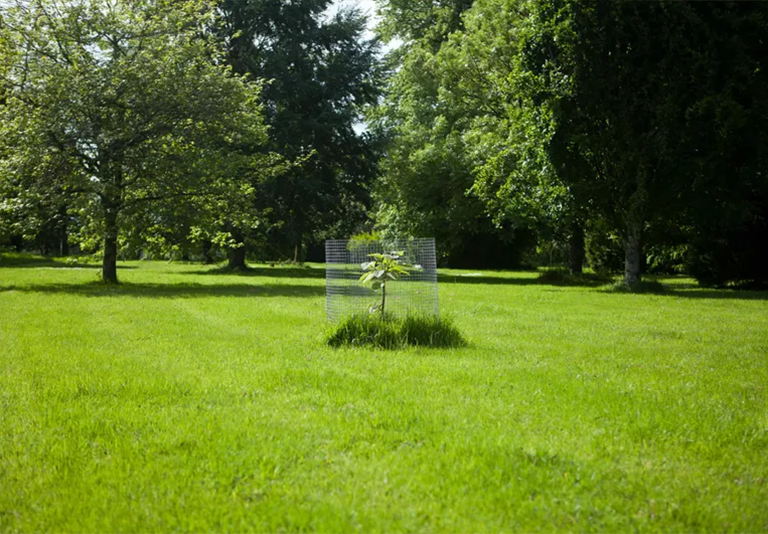 景观树.jpg 景观树