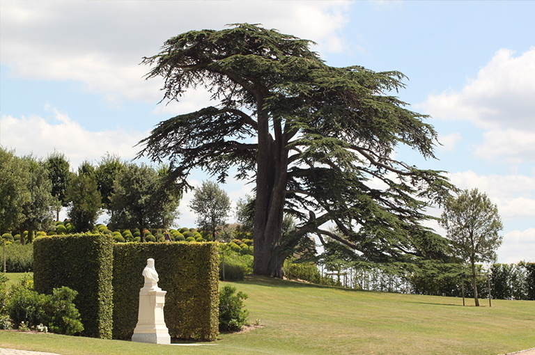 景观树.jpg 景观树