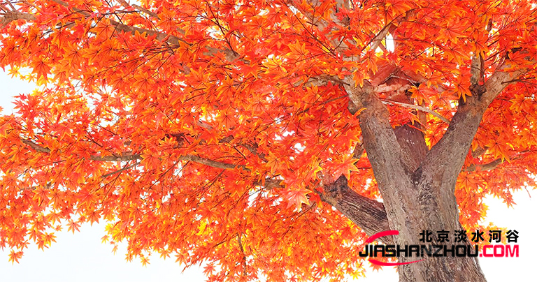 仿真树.jpg 仿真树