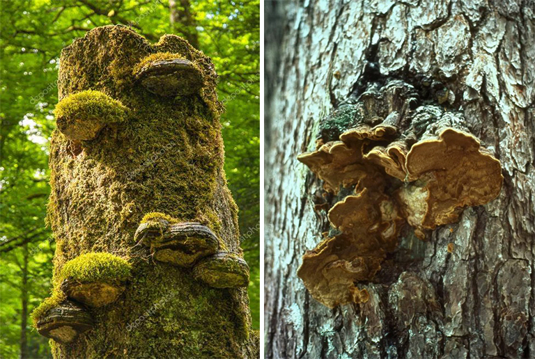 树木腐烂.jpg 树木腐烂