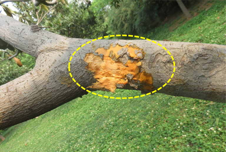 树木腐烂.jpg 树木腐烂
