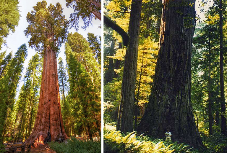 红杉将军谢尔曼世界上高的树.jpg 红杉将军谢尔曼世界上高的树