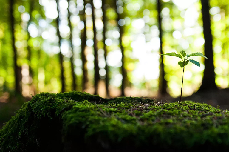 在森林里的存根上的树苗.jpg 在森林里的存根上的树苗