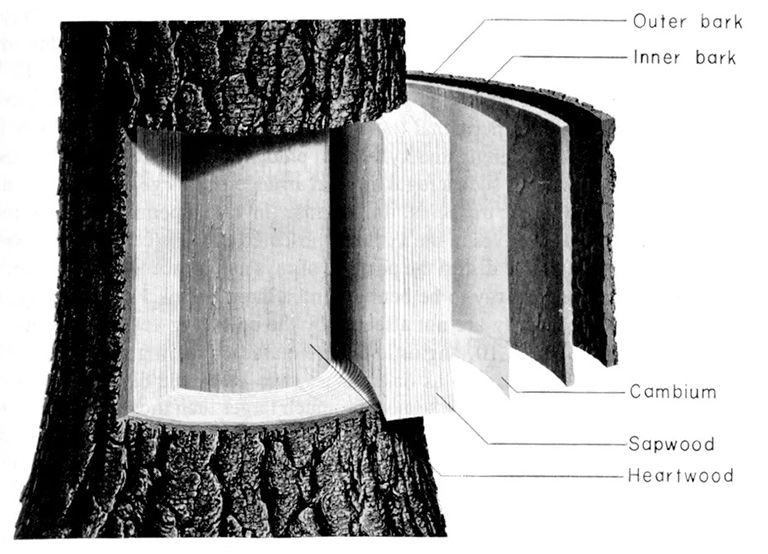 树组织图.jpg 树组织图