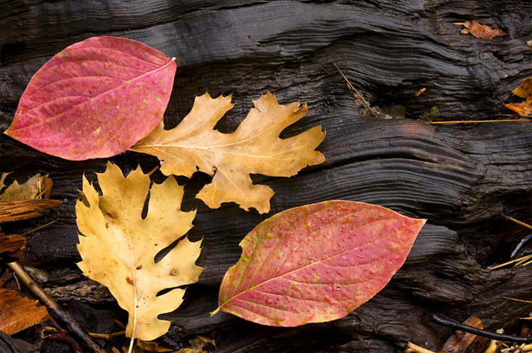 山茱wood和橡树叶.jpg 山茱wood和橡树叶