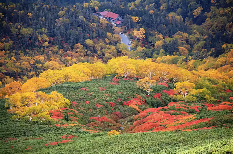 日本长野县松本市Norikura的仓藏原sansō附近的秋天叶子颜色.jpg 日本长野县松本市Norikura的仓藏原sansō附近的秋天叶子颜色