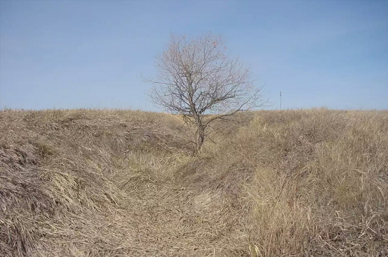 早春树仍处于休眠状态.jpg 早春树仍处于休眠状态