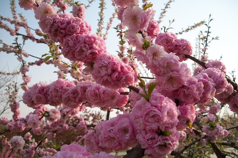 花粉过敏.jpg 花粉过敏