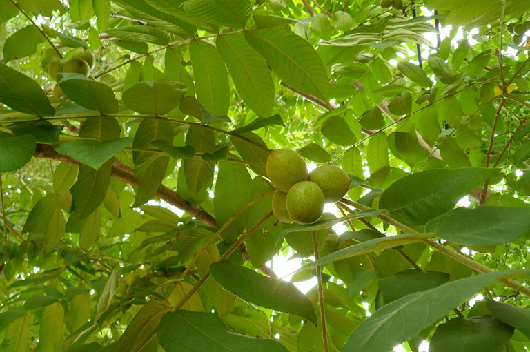 坚果树.jpg 坚果树