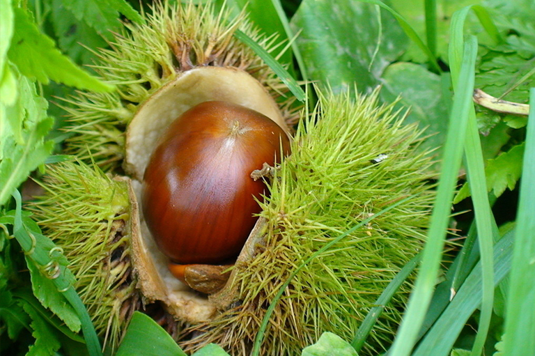 坚果树.jpg 坚果树