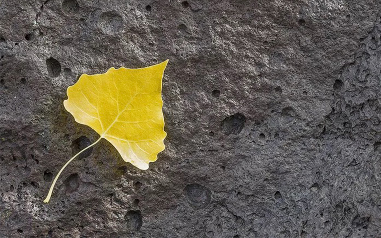 树叶.jpg 树叶.jpg