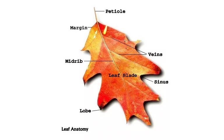 叶解剖.jpg 叶解剖