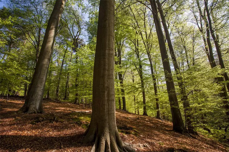 树干生物学与木材基本结构.jpg 树干生物学与木材基本结构