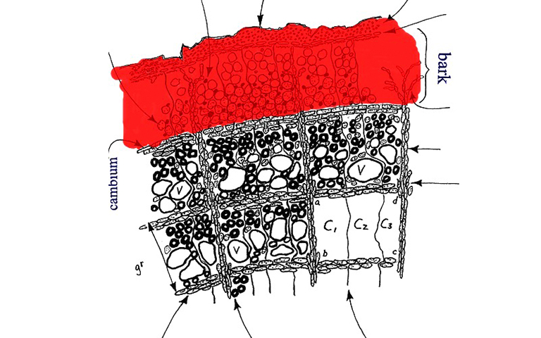 一棵树的内树皮.jpg 一棵树的内树皮