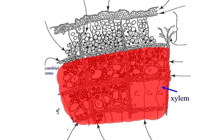 木质部养分传输系统.jpg 木质部养分传输系统
