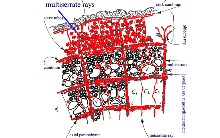 一棵树的象征.jpg 一棵树的象征