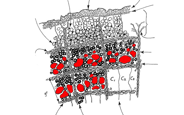 树木船.jpg 树木船
