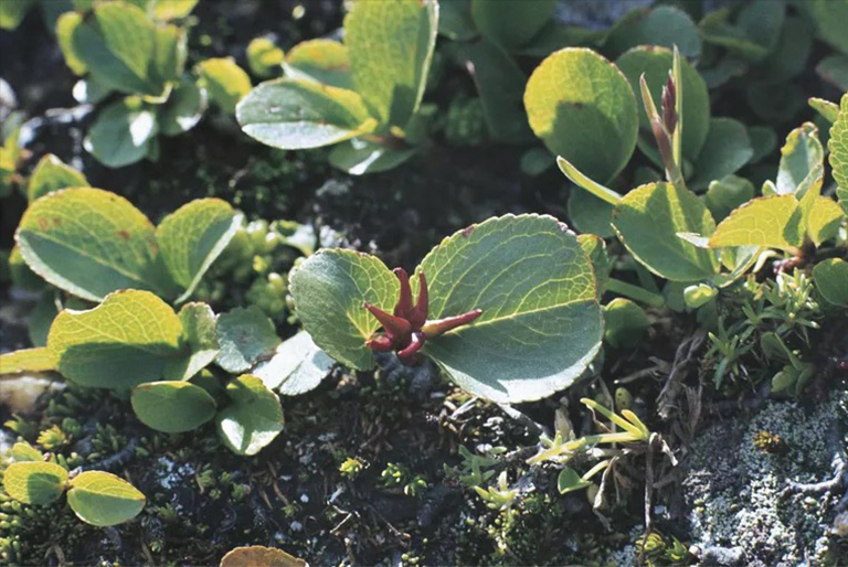 世界上小的树种.jpg 世界上小的树种