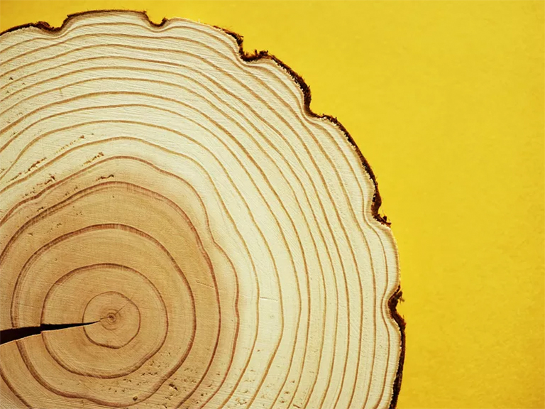 树形饼干.jpg 树形饼干