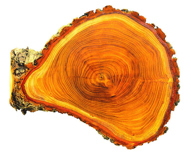 树形饼干.jpg 树形饼干