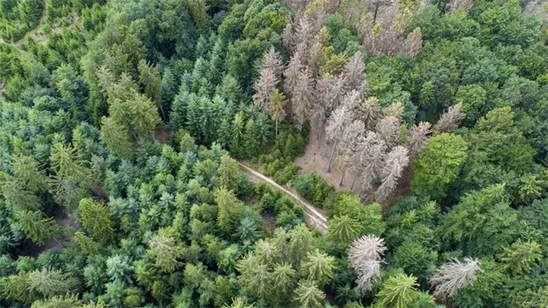 生病的针叶树.jpg 生病的针叶树