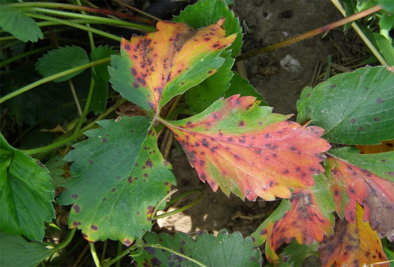 叶烧焦树病.jpg 叶烧焦树病