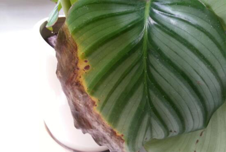 叶烧焦树病.jpg 叶烧焦树病