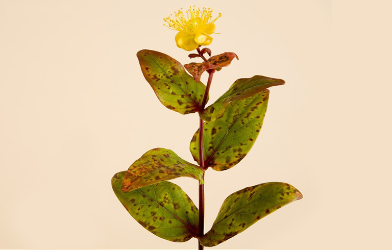 叶烧焦树病.jpg 叶烧焦树病