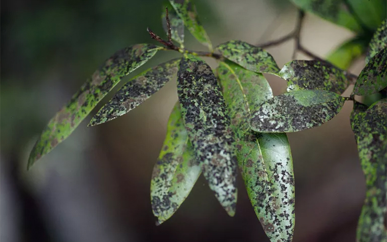 树木黑烟病.jpg 树木黑烟病