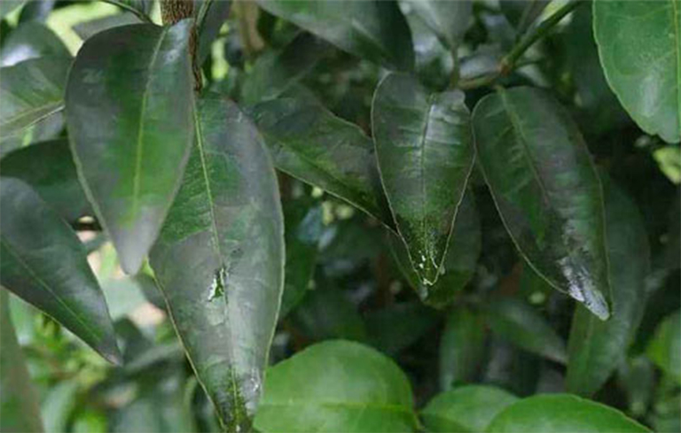 树木黑烟病.jpg 树木黑烟病