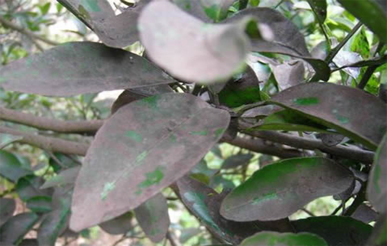 树木黑烟病.jpg 树木黑烟病