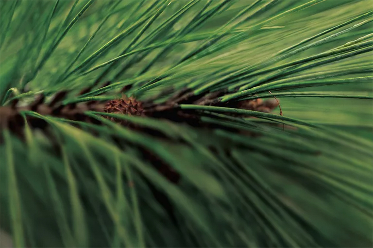 针叶枯病.jpg 针叶枯病