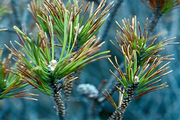 针叶枯病.jpg 针叶枯病