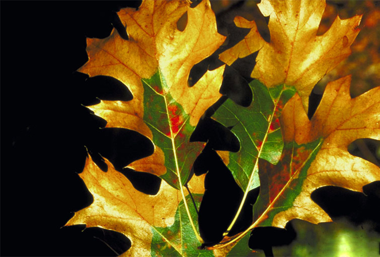 硬木树病.jpg 硬木树病