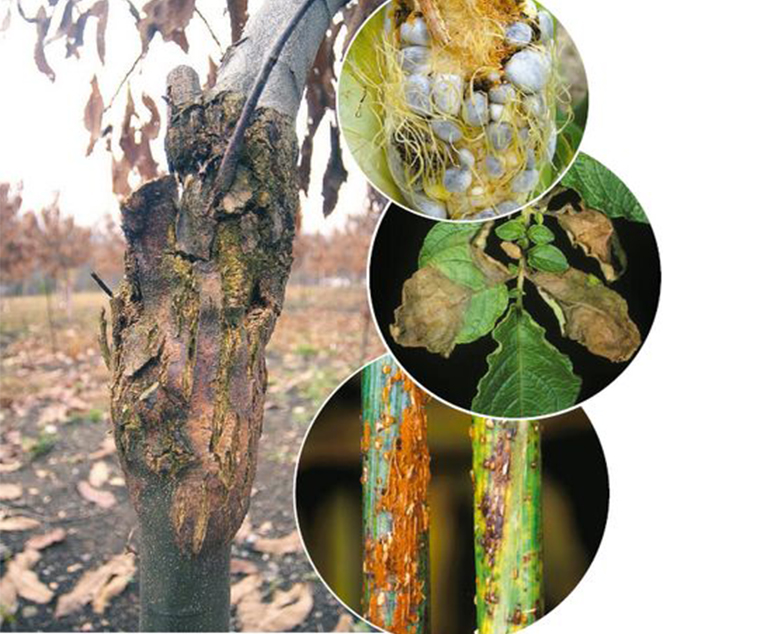 硬木树病.jpg 硬木树病