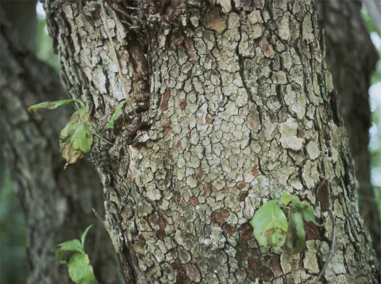 叶斑病.jpg 叶斑病